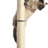 51WS4xfD8OL._AC_SL1200_