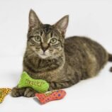 819RX0pTbdL._AC_SL1500_