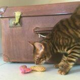 91g9i2RC1sL._AC_SL1500_