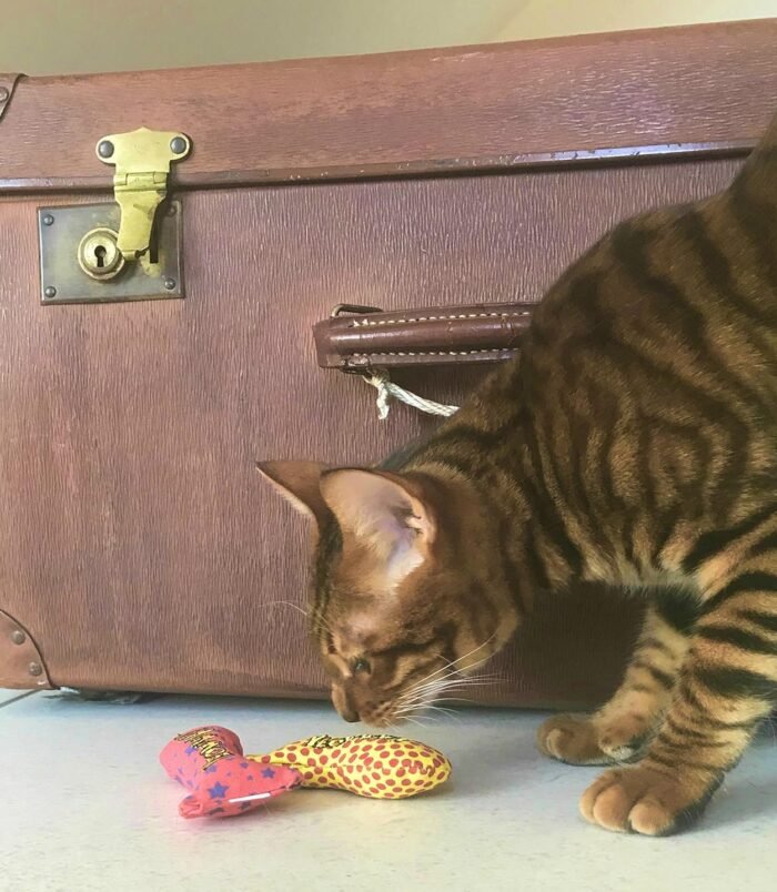 91g9i2RC1sL._AC_SL1500_